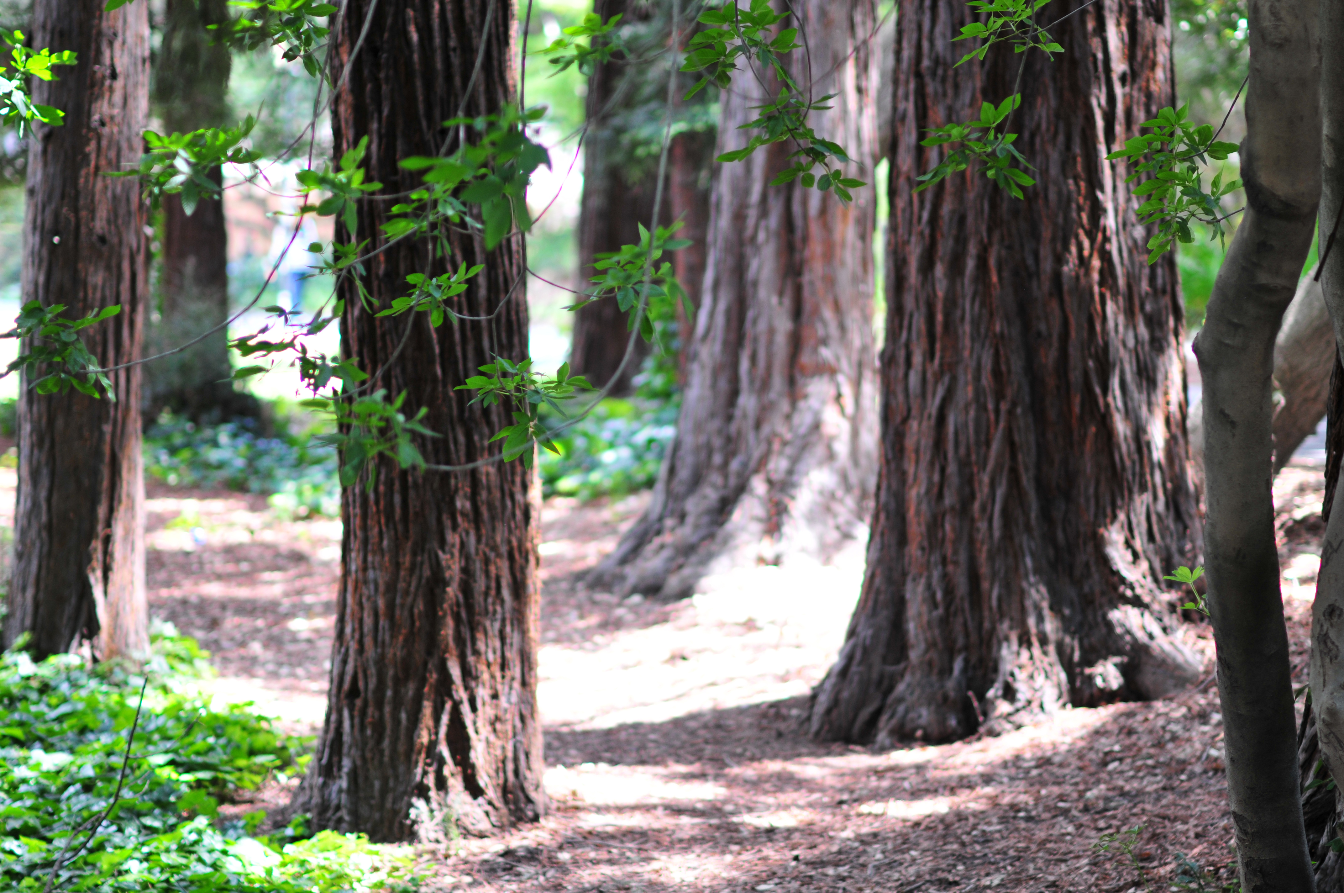 Grove of trees on the UC Berkeley campus.